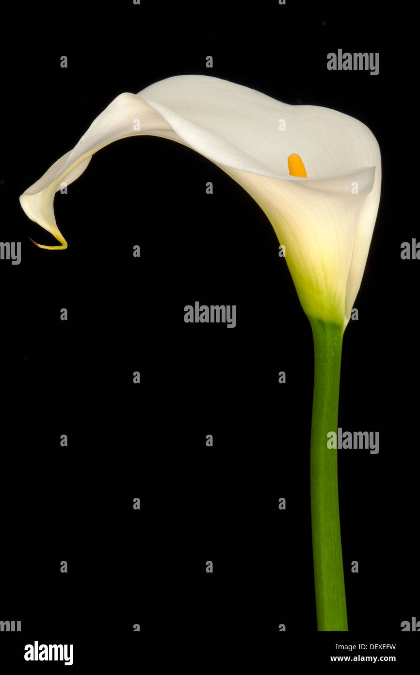 White Arum lily su sfondo nero Foto Stock