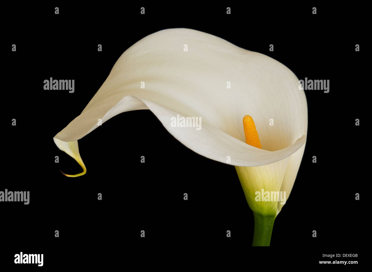 White Arum lily su sfondo nero Foto Stock
