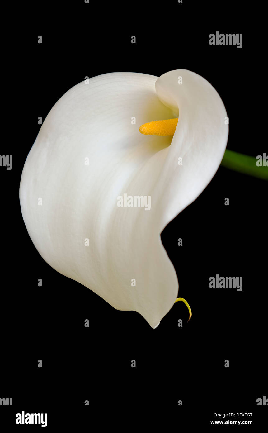 White Arum lily su sfondo nero Foto Stock