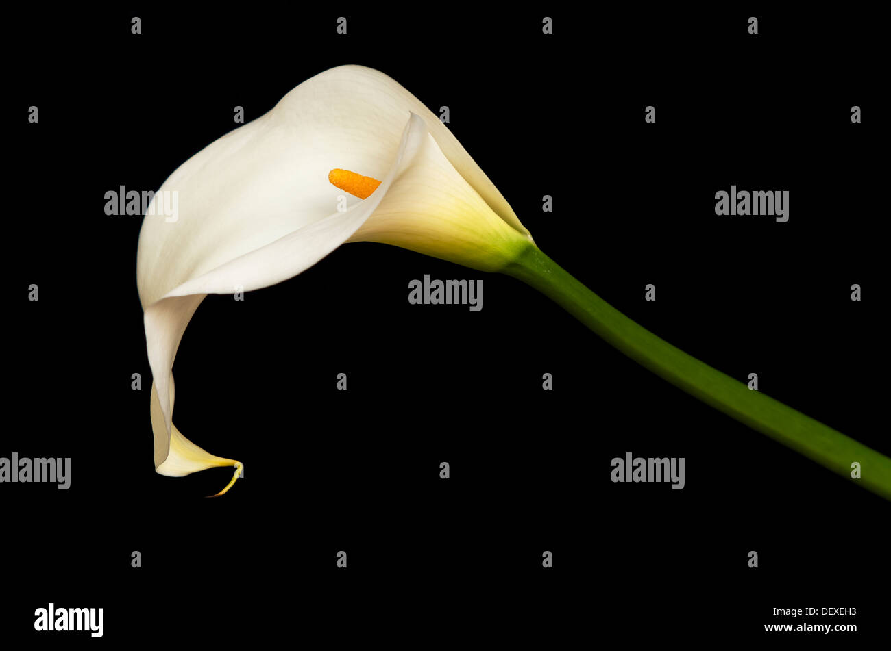 White Arum lily su sfondo nero Foto Stock