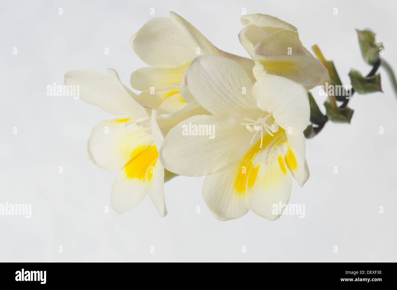 Bianco crema stelo di fresia Foto Stock