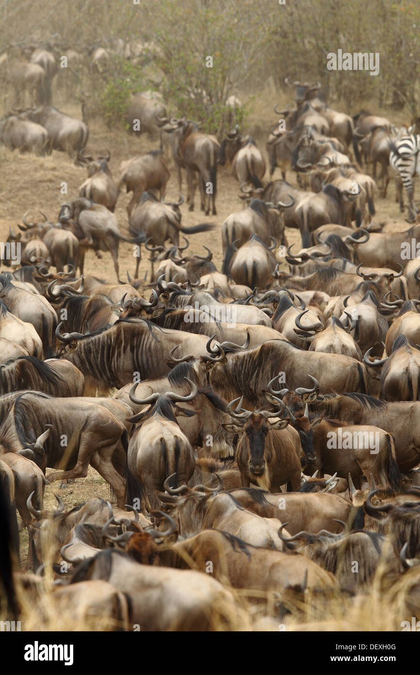 Gnu o Gnu o Blu Gnu migrazione al fiume di Mara nel Masai Mara Foto Stock