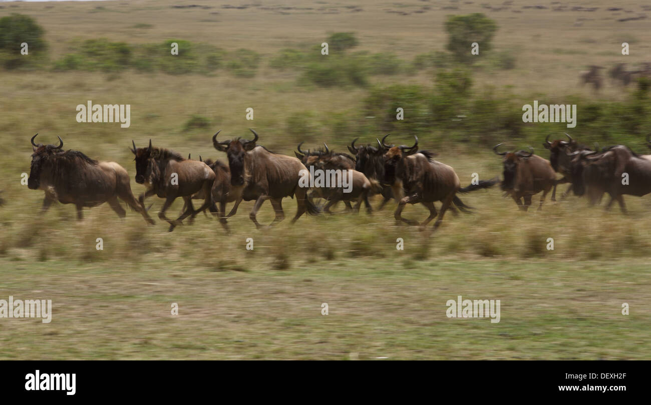 Gnu o Gnu o Blu Gnu migrazione al fiume di Mara nel Masai Mara Foto Stock