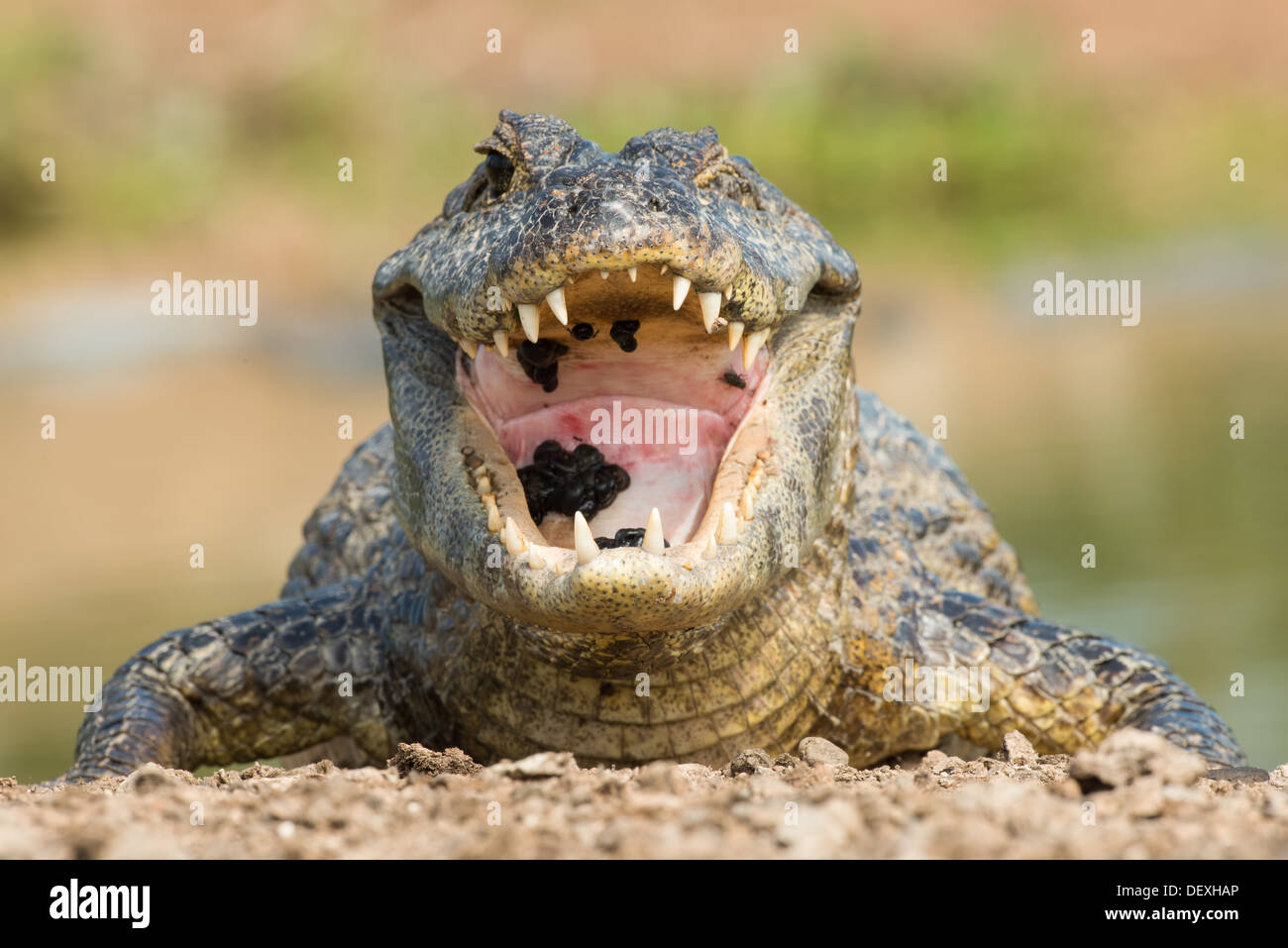Foto di stock di un caimano spectacled con la bocca aperta e si possono vedere le sanguisughe nella sua bocca. Foto Stock