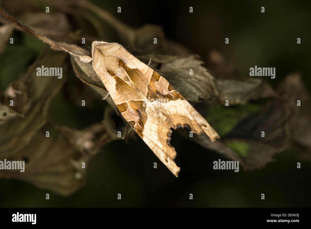 Sfumature di angolo di Tarma (Phlogophora meticulosa) con marcature angolari fornendo dirompente camouflage Foto Stock