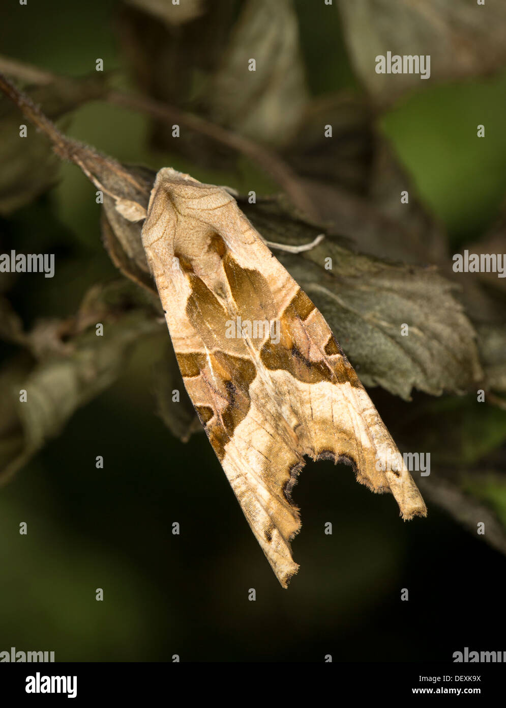 Sfumature di angolo di Tarma (Phlogophora meticulosa) con marcature angolari fornendo dirompente camouflage Foto Stock