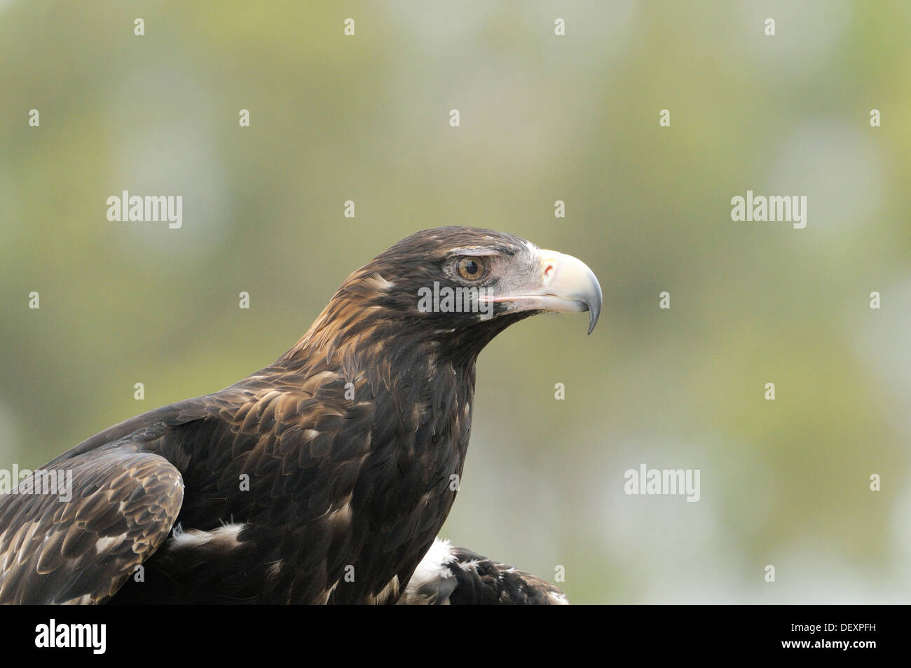 Cuneo-tailed Eagle Aquila audax testa di adulto close up fotografato in Tasmania, Australia Foto Stock