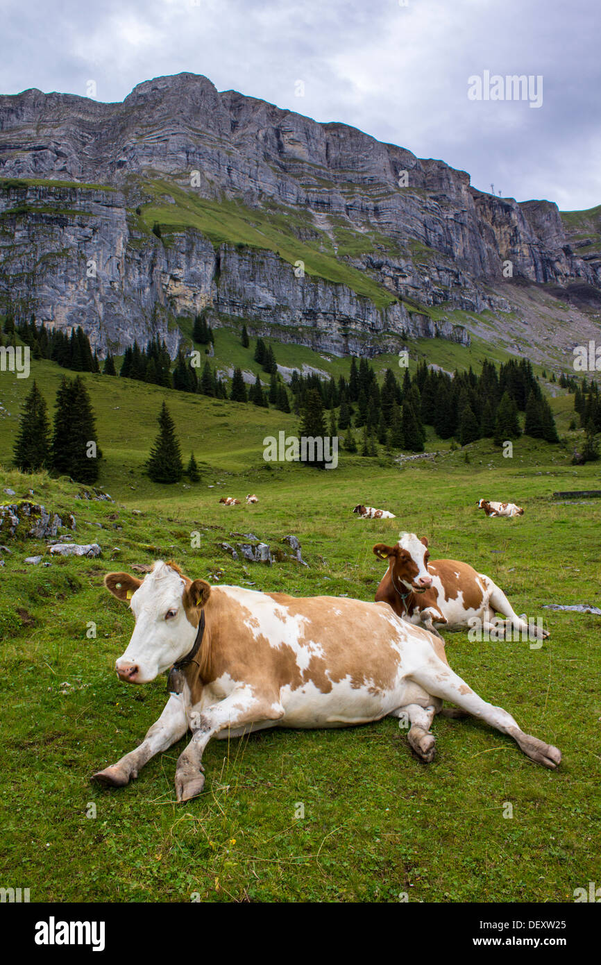 Giovani vacche (giovenche) giacciono su di una Svizzera pascolo alpino - Nessuna vendita su Alamy o in qualsiasi altro luogo Foto Stock