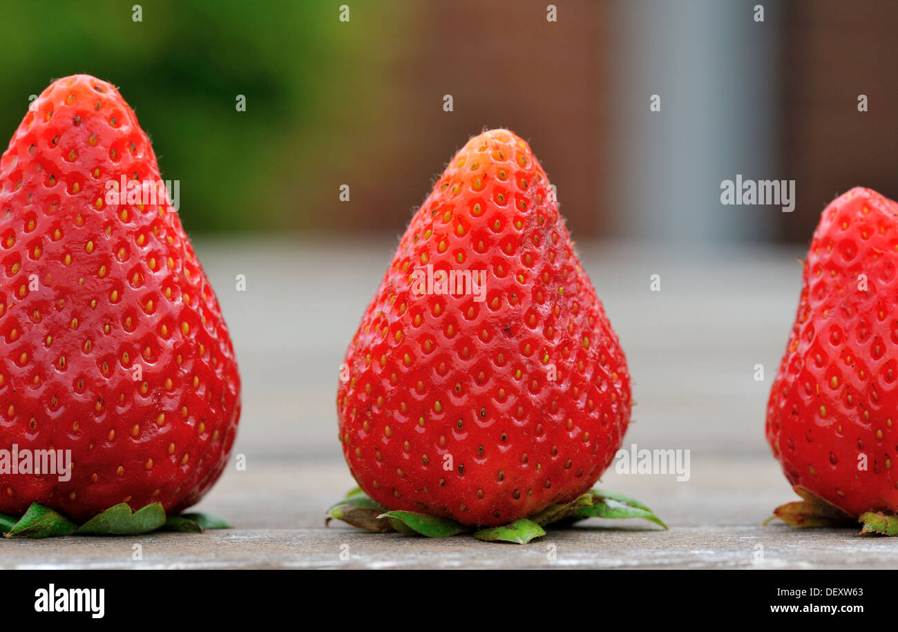 La stagione delle fragole, bacche di varie dimensioni Foto Stock