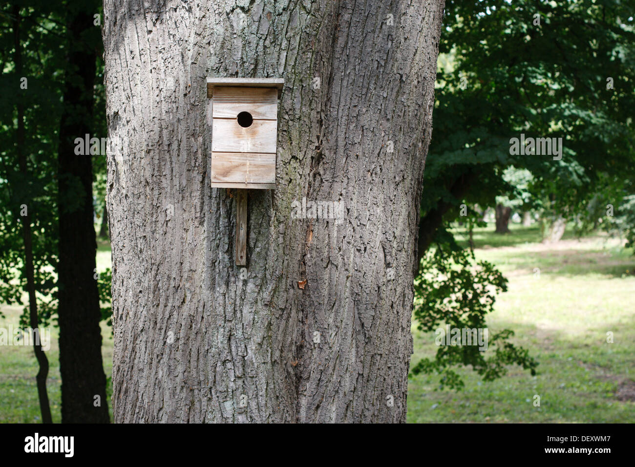 Casetta per uccelli appesi al grande albero Foto Stock