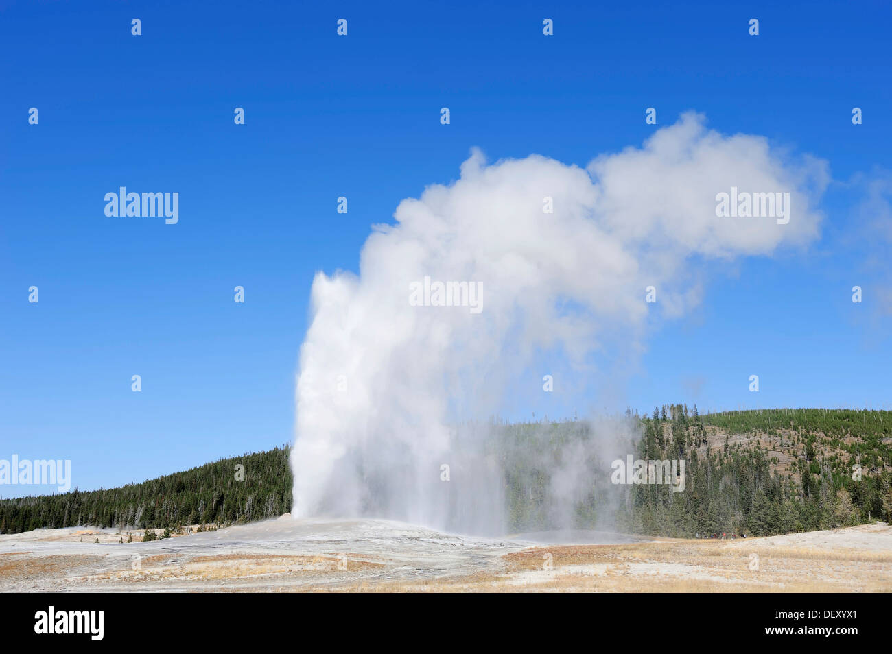 Geyser Old Faithful, Upper Geyser Basin, il Parco Nazionale di Yellowstone, Wyoming USA Foto Stock