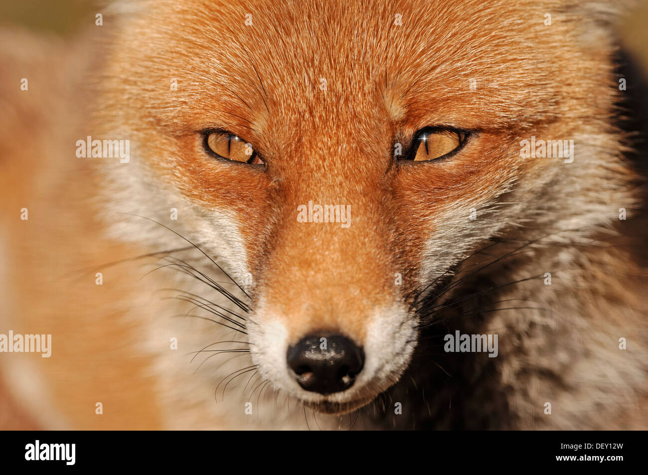 Red Fox (Vulpes vulpes vulpes), ritratto, Renania settentrionale-Vestfalia Foto Stock