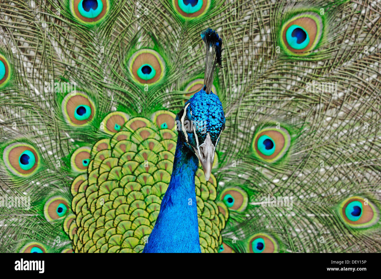 Peafowl indiano o Peafowl blu (Pavo cristatus), maschio del piumaggio durante un corteggiamento, nativo di India Foto Stock