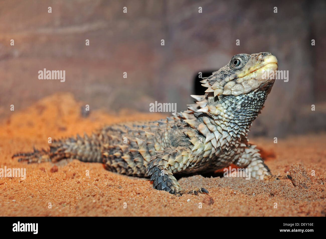 Giant cinto Lizard, Sungazer, Giant spinoso-tailed Lizard (Cordylus giganteus), nativo di Africa, in cattività Foto Stock