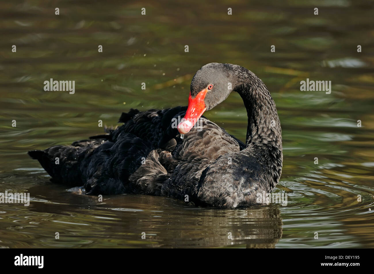 Black Swan (Cygnus atratus), preening stesso, Renania settentrionale-Vestfalia Foto Stock