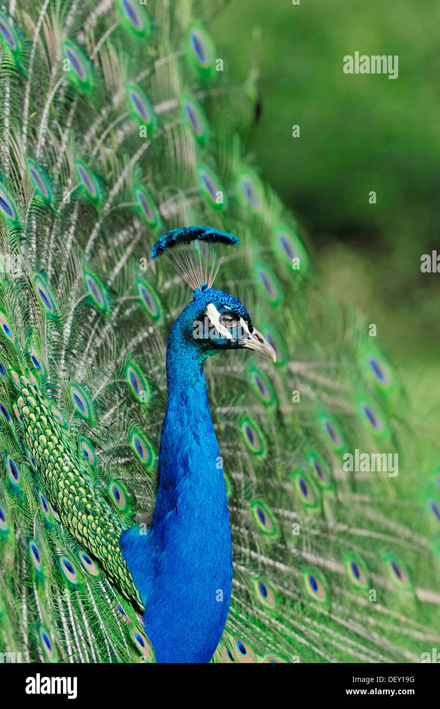 Peafowl indiano o Peafowl blu (Pavo cristatus), maschio del piumaggio durante un corteggiamento, nativo di India Foto Stock