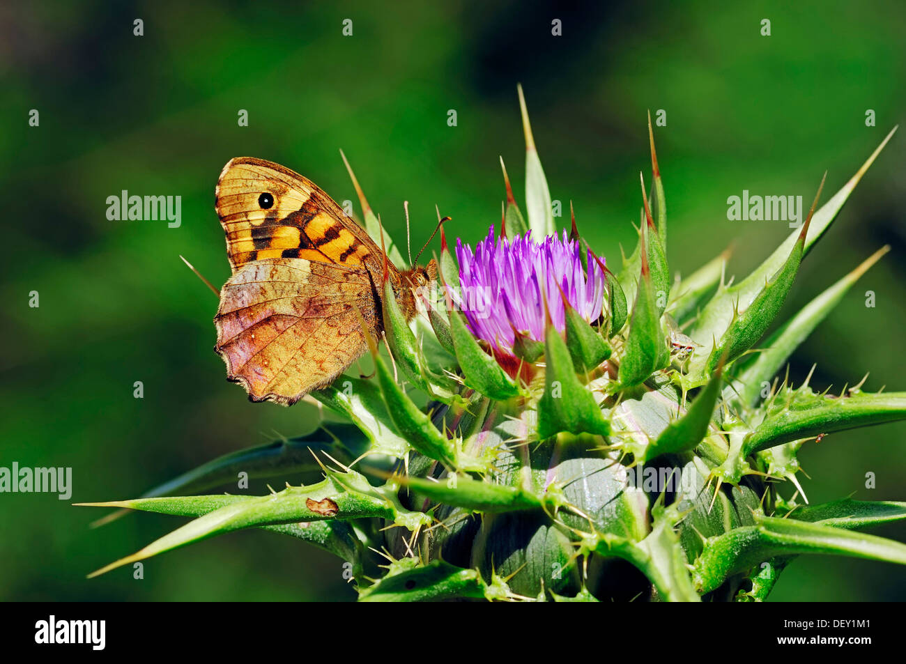 Chiazzato legno Butterfly (aegeria Pararge aegeria) sul Beato Cardo, Saint Mary's Thistle, oppure Scotch Thistle (Silybrum Foto Stock