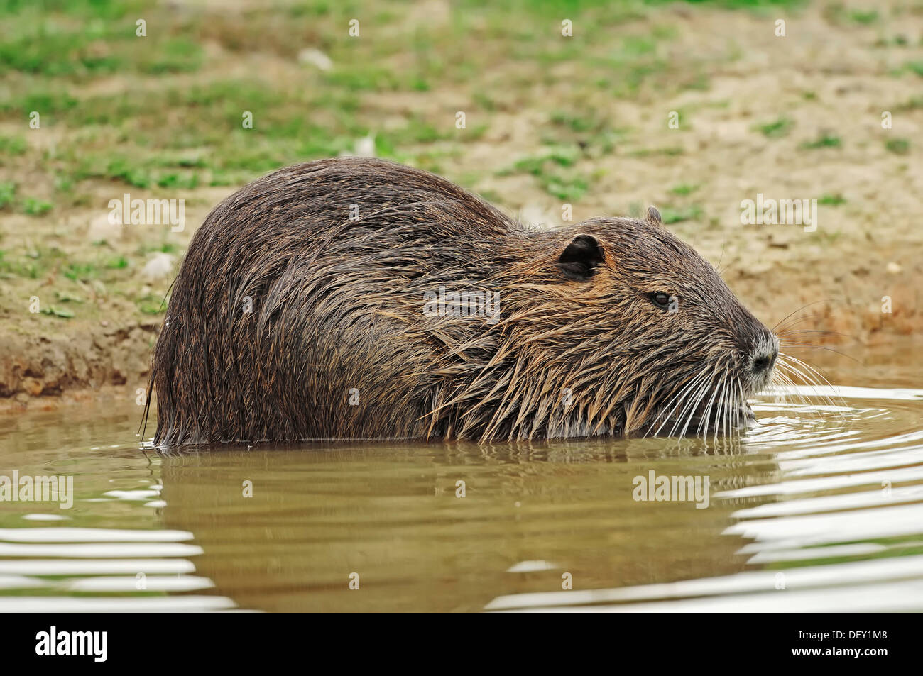 Coypu, River Rat o Nutria(Myocastor coypus), la Camargue, la Provenza, Francia meridionale, Francia, Europa Foto Stock