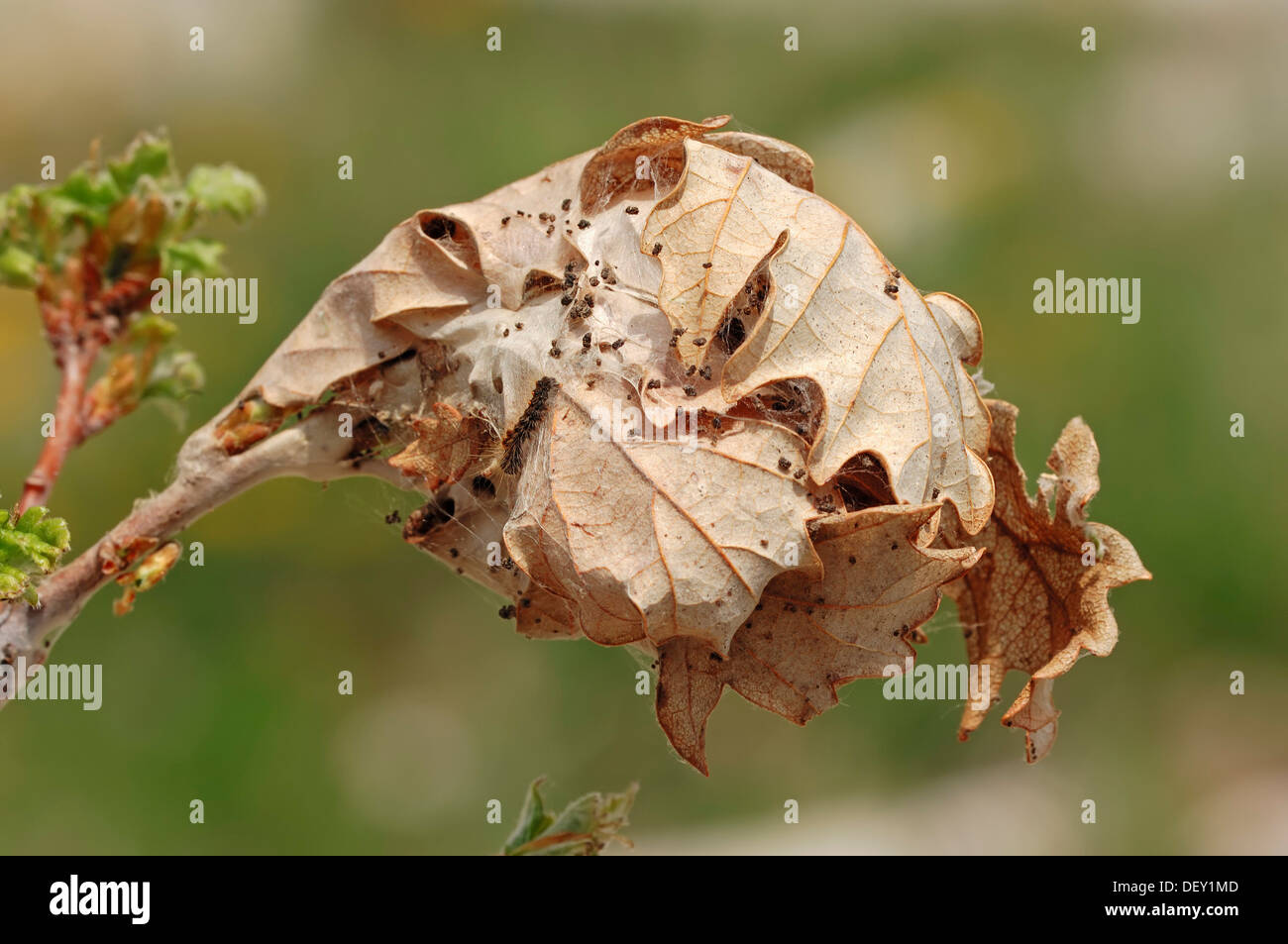 Coda marrone Tarma (Euproctis chrysorrhoea), web caterpillar, Provenza, Francia Meridionale, Europa Foto Stock