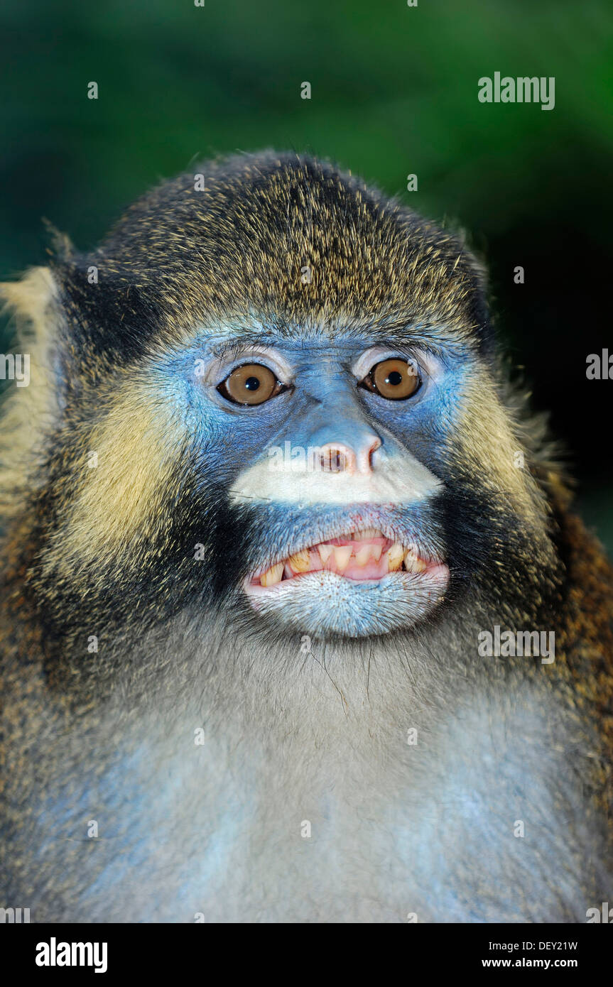 Moustached Guenon o Moustached Monkey (Cercopithecus cephus), ritratto, nativo di Africa, in cattività Foto Stock