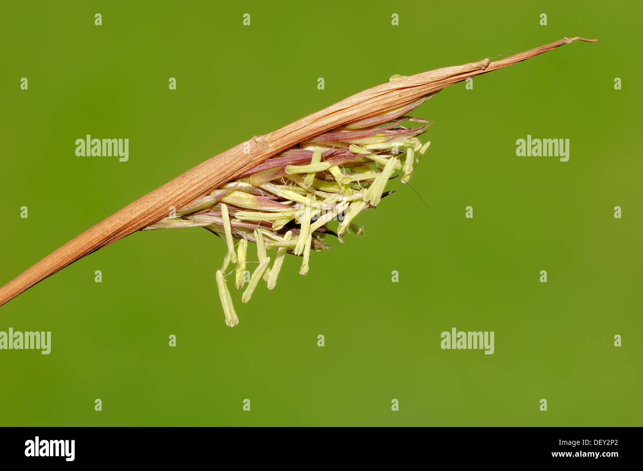 Ombrello Bamboo (Fargesia murielae, Sinarundinaria murieliae, Arundinaria murielae), fioritura, nativo di Cina Foto Stock