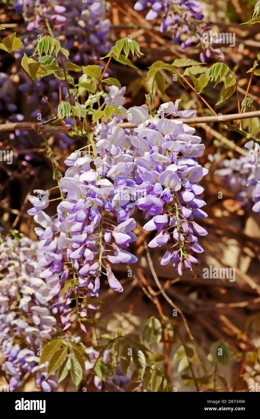 Cinese (Glicine Wisteria sinensis, Wisteria chinensis), nativo di Asia orientale, piante ornamentali Foto Stock