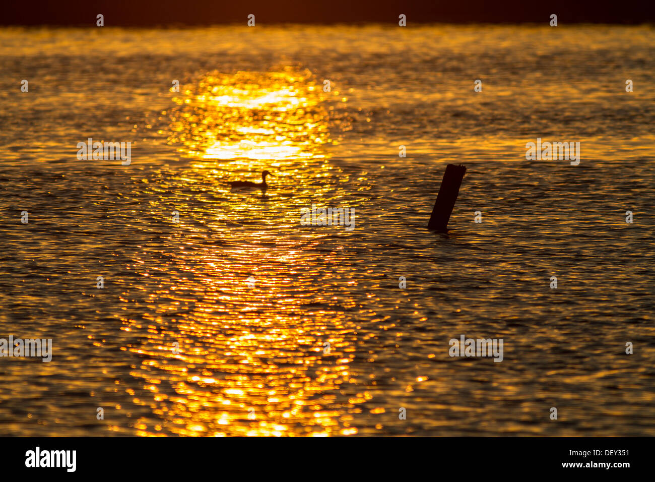 Cartolina o sfondo, natura scenic e drammatica immagine rurale di uccello, stagliano golden raggio di sole sull'acqua Foto Stock