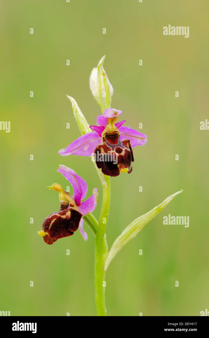 Falso Woodcock Bee-orchid o beccaccia Orchidea (Ophrys linearis, Ophrys pseudoscolopax), Provenza, Francia meridionale, Francia, Europa Foto Stock