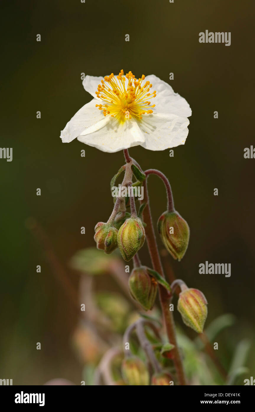 White Rock-rose (Helianthemum apenninum), Provenza, Francia meridionale, Francia, Europa Foto Stock