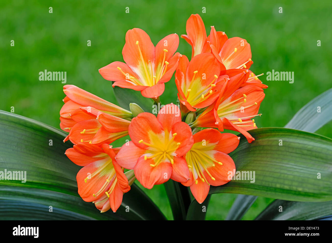 Natal Lily o bussola Lily (Clivia miniata), nativo di Sud Africa, piante ornamentali Foto Stock