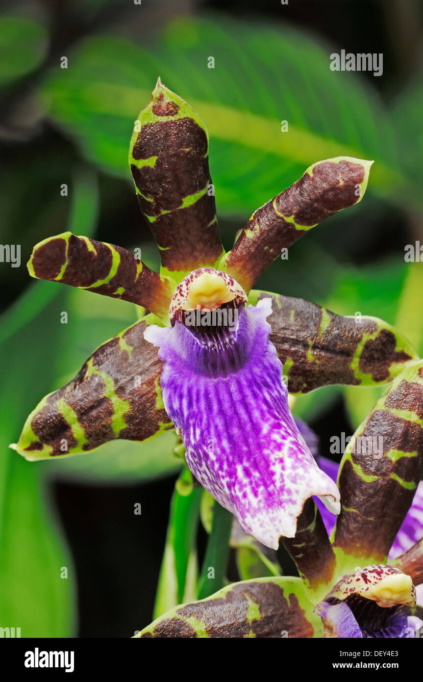 Orchidea Zygopetalum (ibrido), piante ornamentali Foto Stock