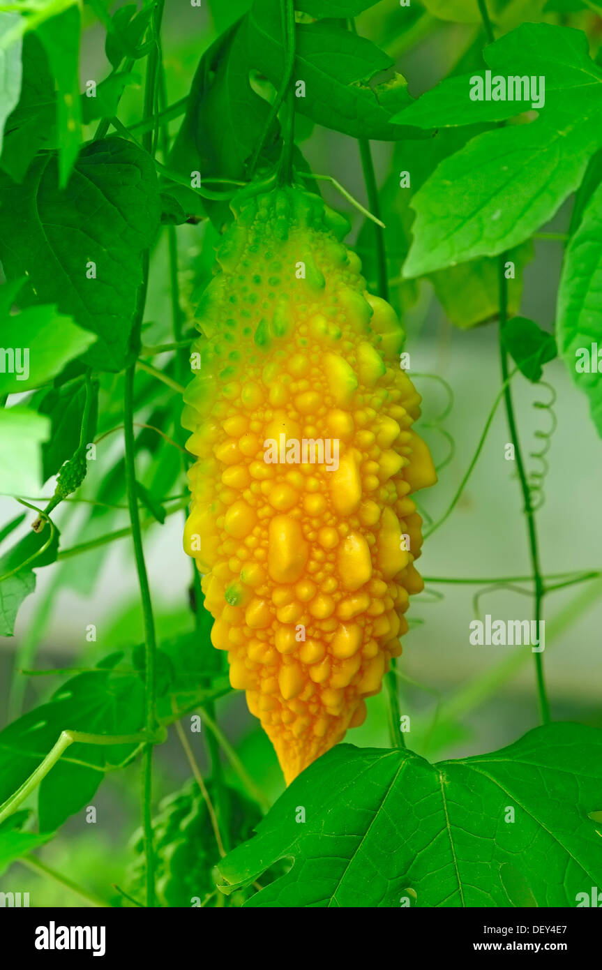 Il Melone amaro o gourd Amaro (Momordica charantia) Foto Stock