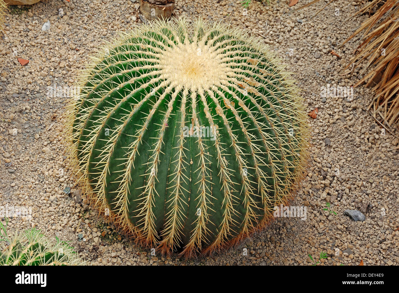 Golden Barrel Cactus o suocera cuscino (Echinocactus grusonii) nativa per il Messico, America del Nord Foto Stock