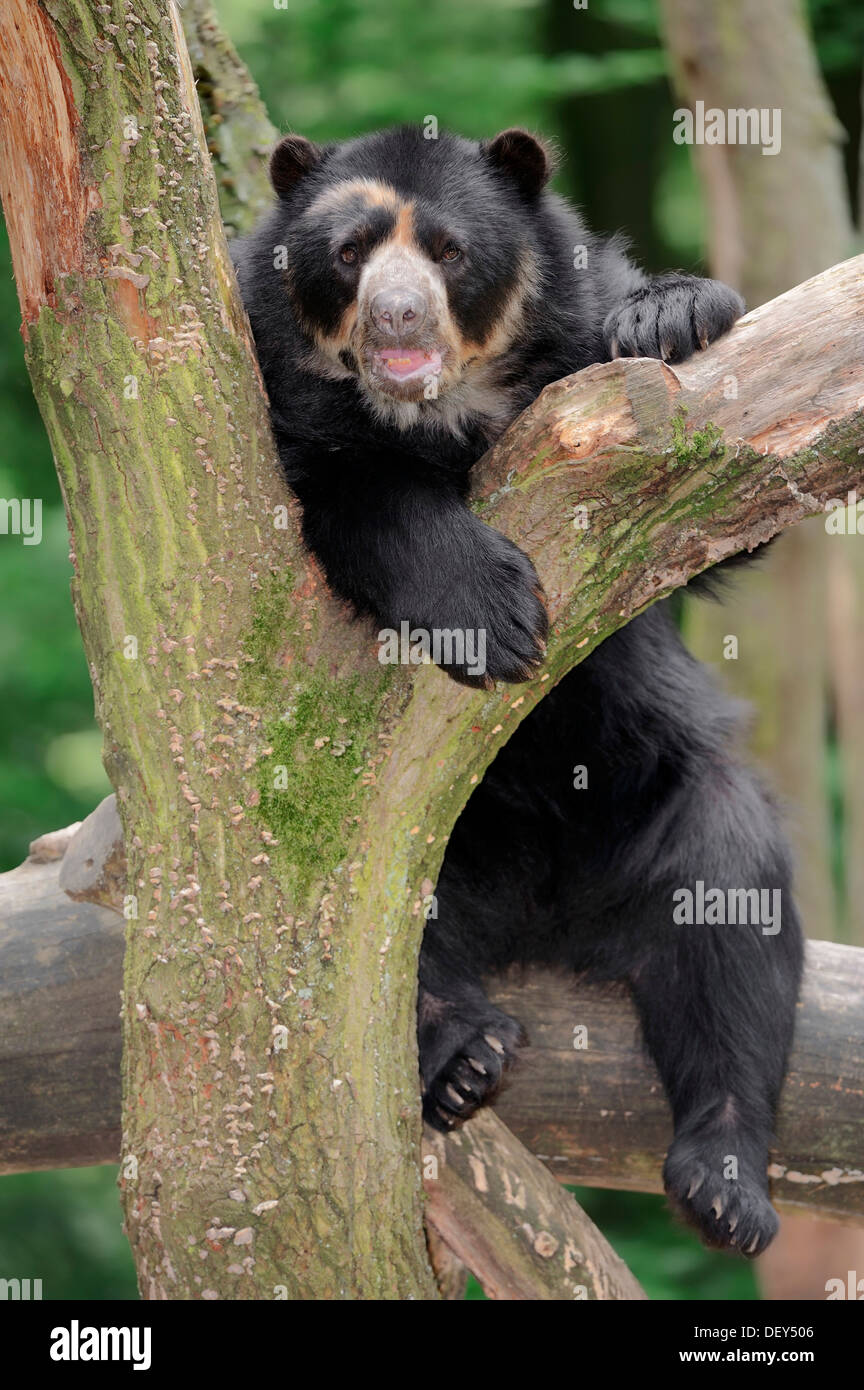 Spectacled o orso andino (Tremarctos ornatus), ricorrenza in Sud America, captive, Germania Foto Stock