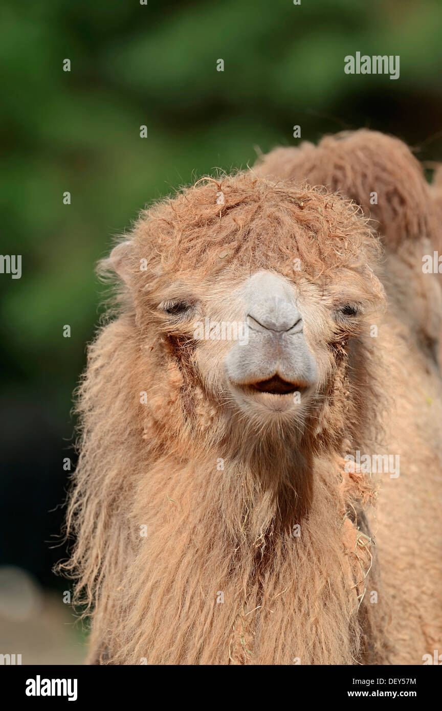 Bactrian Camel (Camelus ferus bactrianus, Camelus bactrianus bactrianus), nativo di Asia, captive, Paesi Bassi Foto Stock