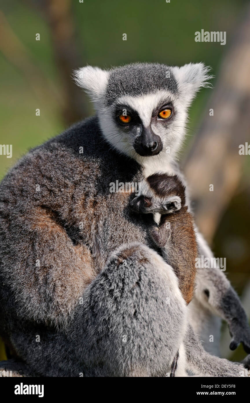 Anello-tailed lemur (Lemur catta), femmina con giovani, ricorrenza in Madagascar, captive, Germania Foto Stock