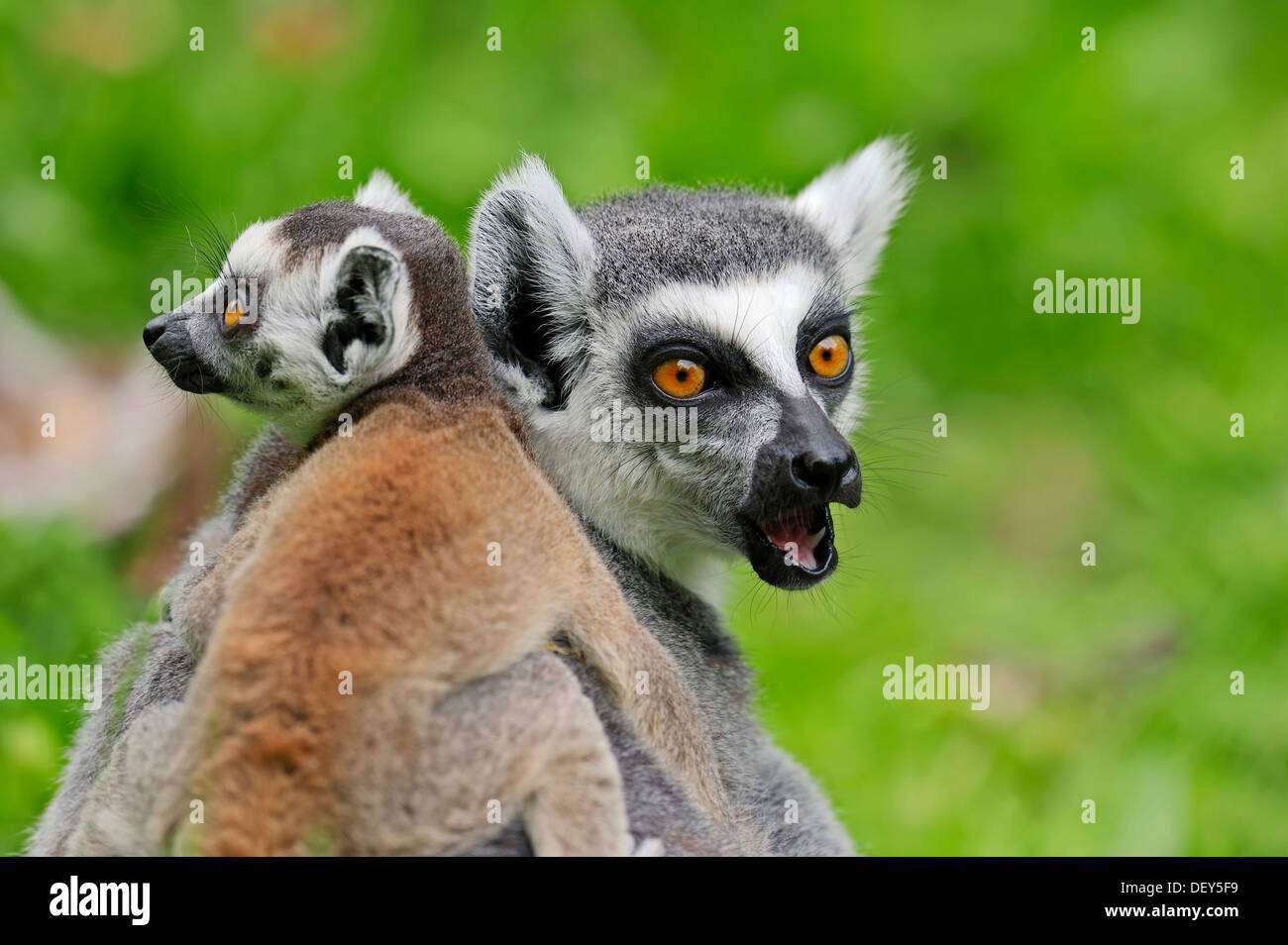Anello-tailed lemur (Lemur catta), femmina con giovani, ricorrenza in Madagascar, captive, Germania Foto Stock