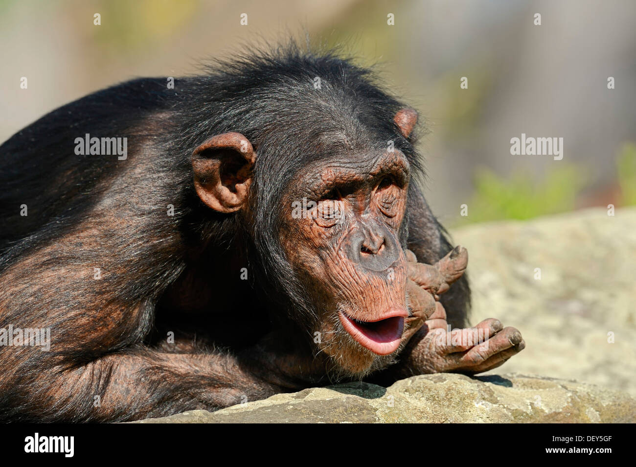 Uno scimpanzé (Pan troglodytes), maschio chiamando, ricorrenza in Africa, captive, Germania Foto Stock