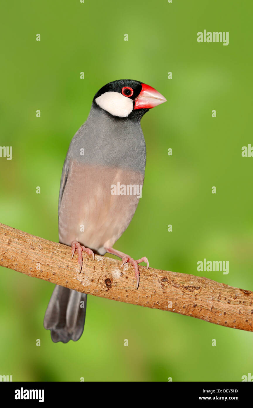 Passero Java, Java Finch, Java passero di riso o riso Java Bird (Padda oryzivora), ricorrenza in Java e Bali, prigionieri Bergkamen Foto Stock