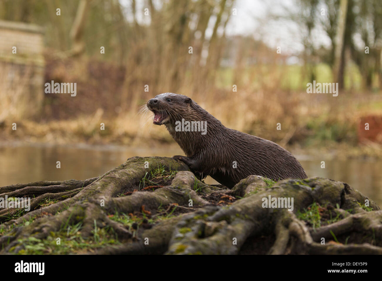 Lontra (Lutra lutra) la caccia su una riva del Regno Unito Foto Stock