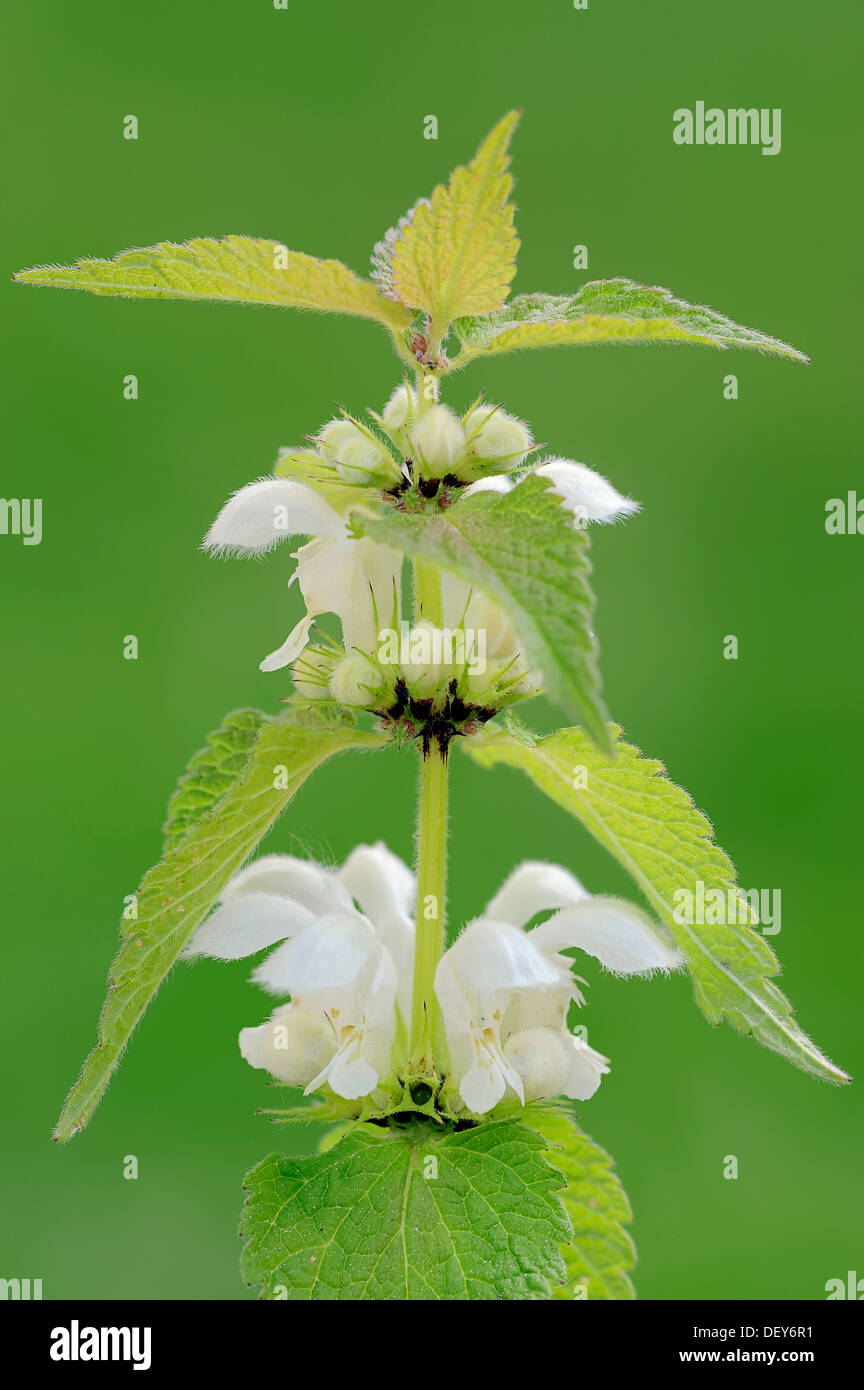 Ortica bianca o bianco morti di ortica Lamium (album), stelo con fiori, Renania settentrionale-Vestfalia, Germania Foto Stock