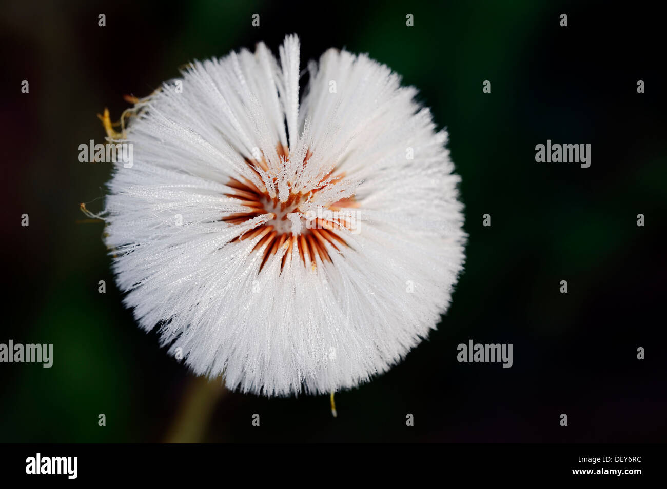 (Coltsfoot Tussilago coltsfoot), seme head, Nord Reno-Westfalia, Germania Foto Stock