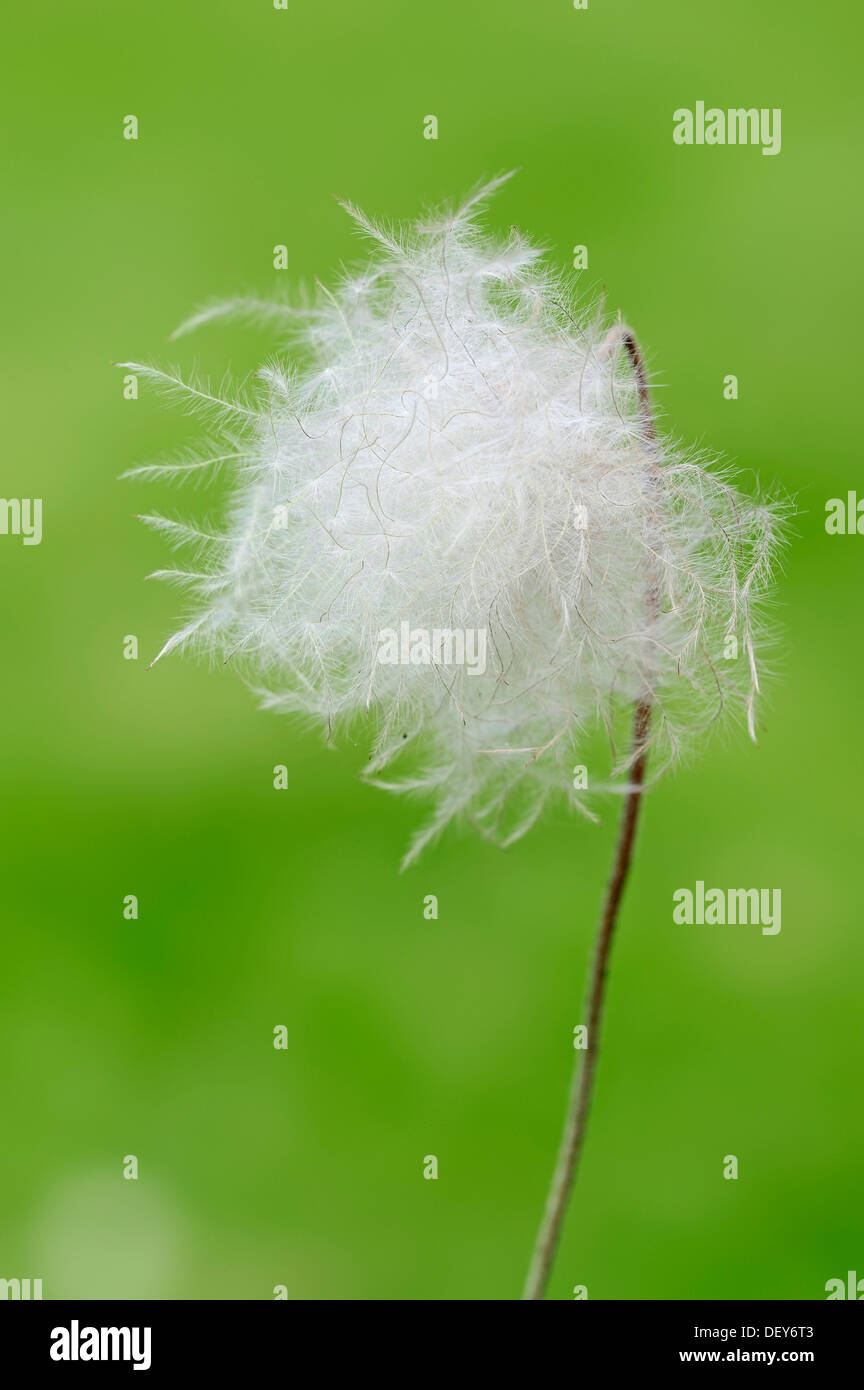 Montagna bianca Avens, Dryas bianco o bianco (Dryad Dryas octopetala), seme head, Baviera, Germania Foto Stock