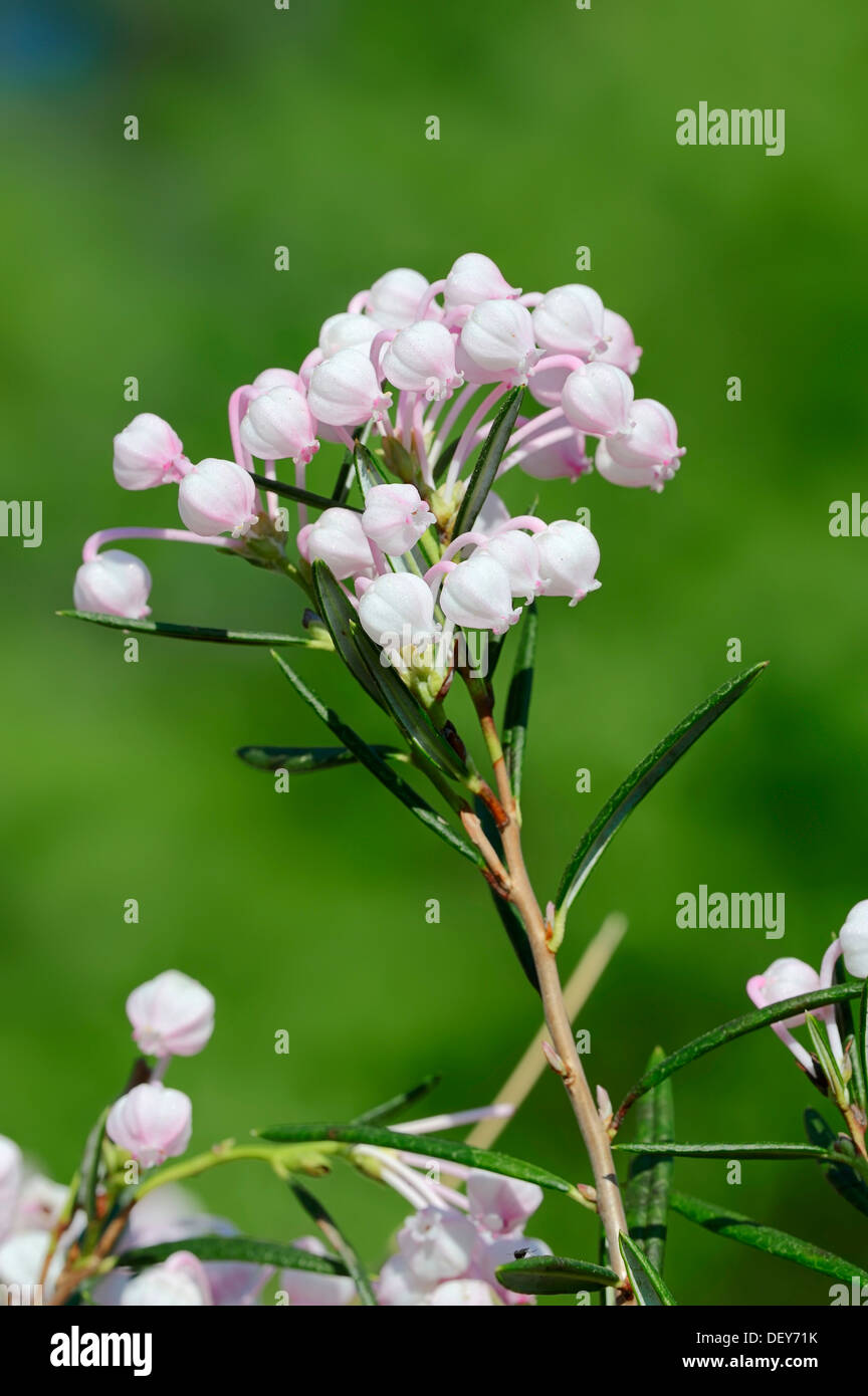 Il rosmarino, Bog Rosemary (Andromeda polifolia, Andromeda rosmarinifolia), fioritura, Nord Reno-Westfalia, Germania Foto Stock