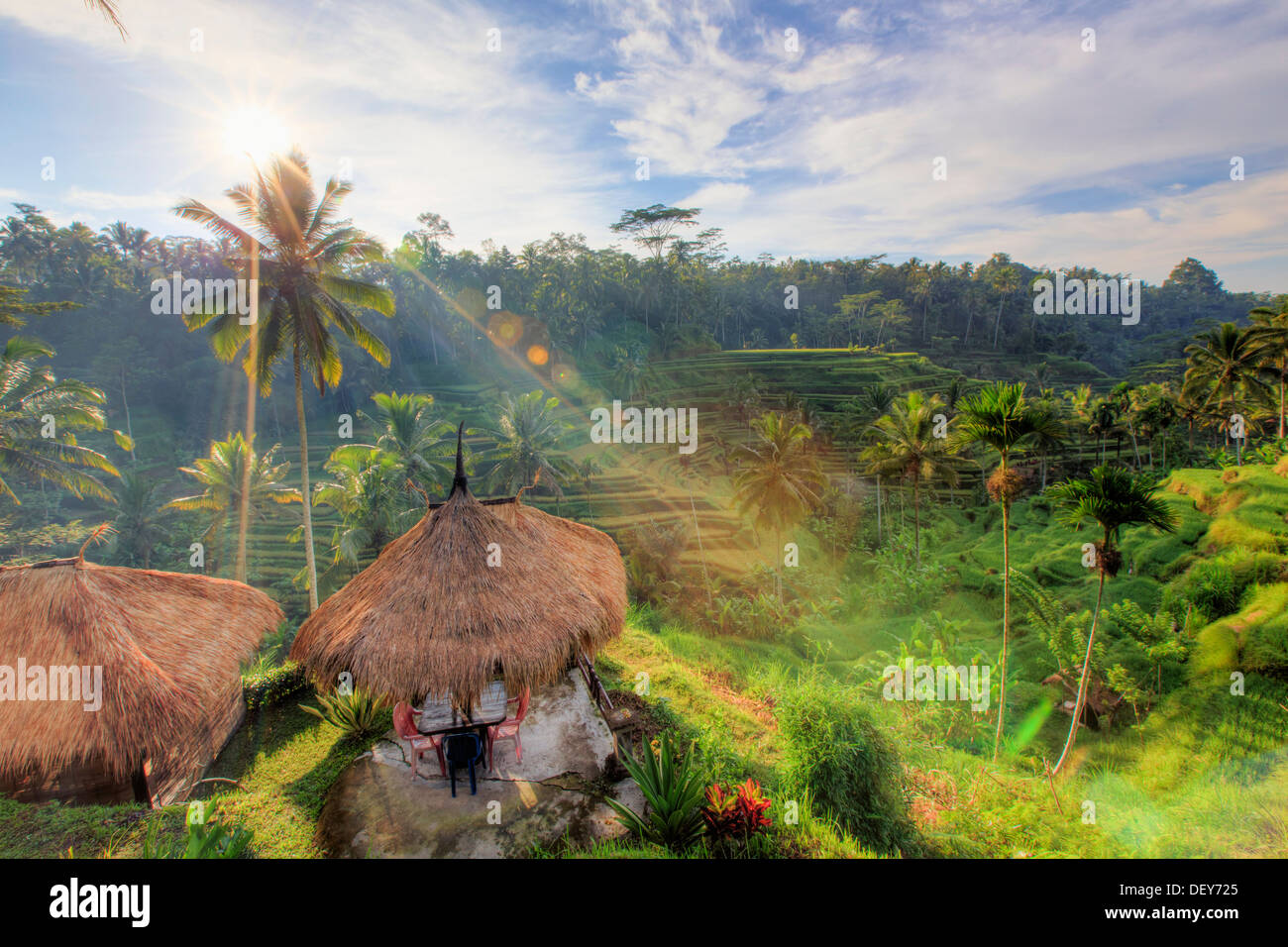 Indonesia Bali Ubud, Ceking terrazze di riso Foto Stock