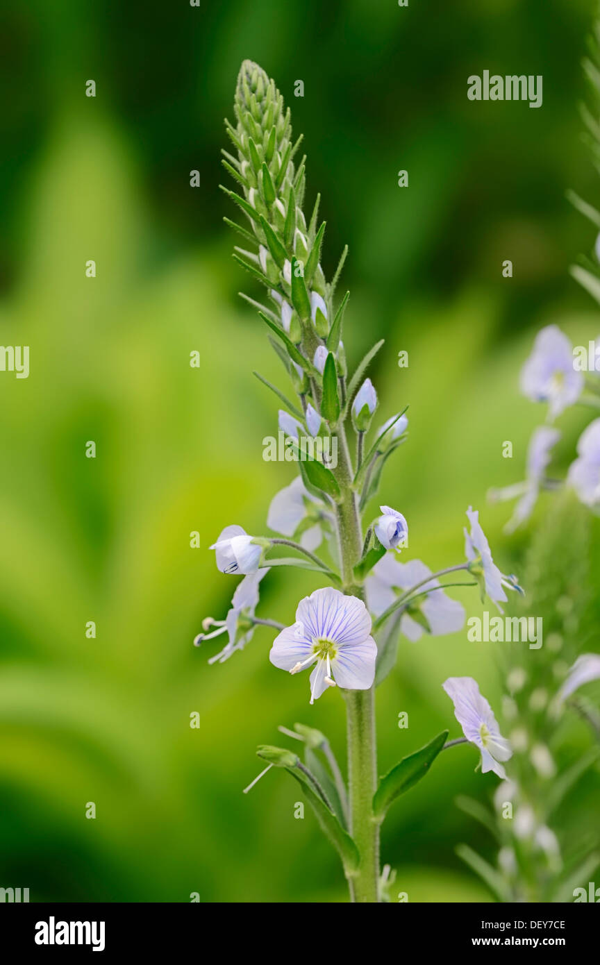 La genziana Speedwell (Veronica gentianoides), Nord Reno-Westfalia, Germania Foto Stock