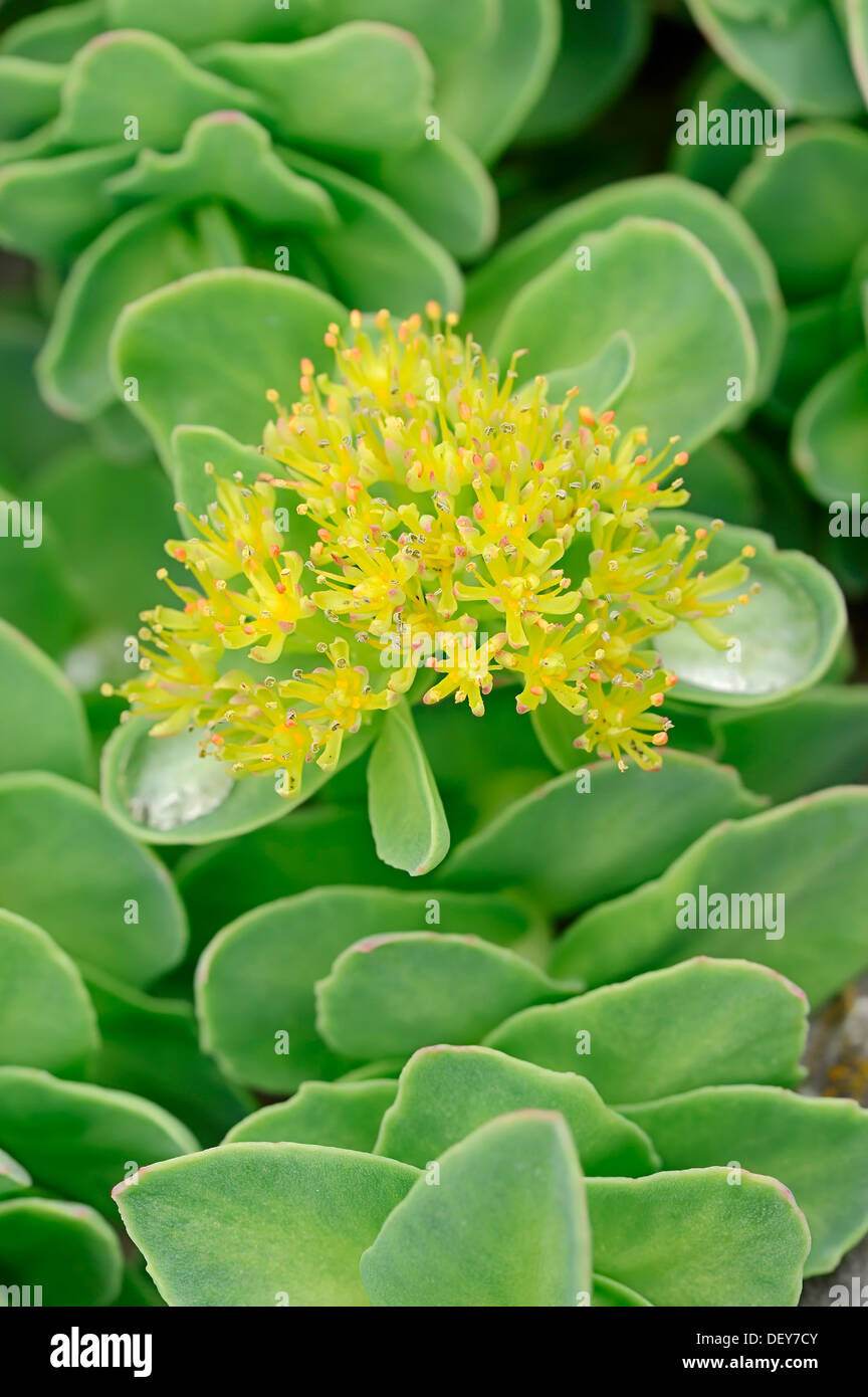 Rhodiola o Golden root (Rhodiola rosea), che si verificano nelle montagne di Eurasia e Nord America, Renania settentrionale-Vestfalia Foto Stock