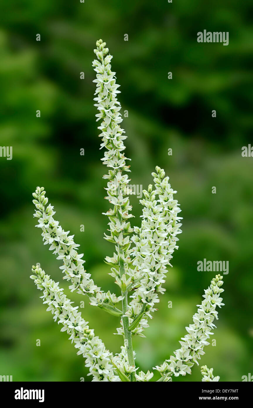 L'elleboro bianco o veratro nero (Veratrum album), fioritura, Nord Reno-Westfalia, Germania Foto Stock