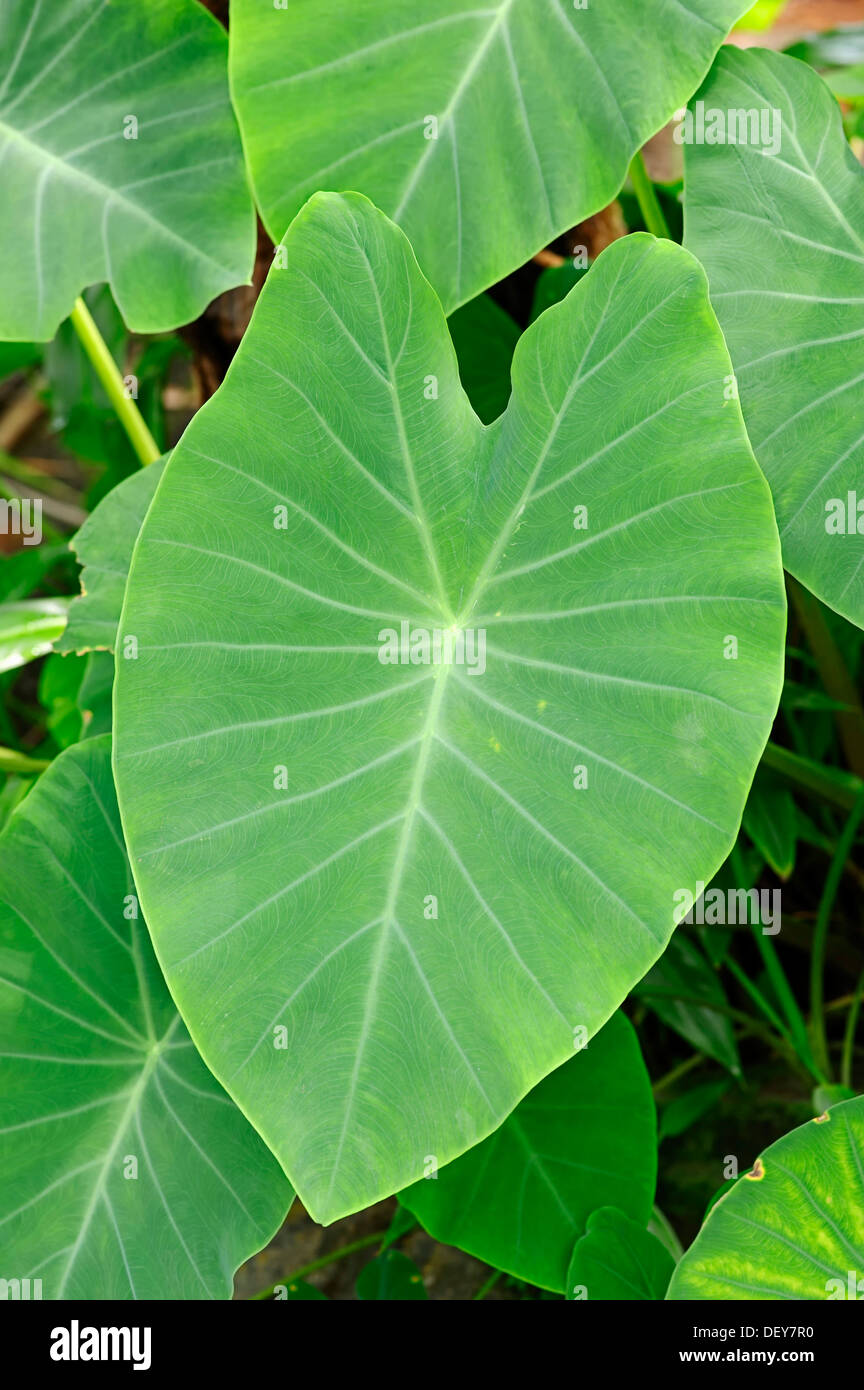 Taro, coco yam, o Eddoe (Colocasia esculenta), foglie, Renania settentrionale-Vestfalia, Germania Foto Stock