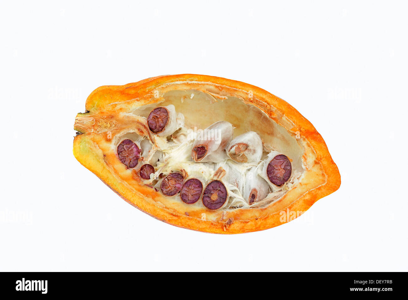 Tagliate a metà la frutta con semi di cacao (Theobroma cacao) Foto Stock